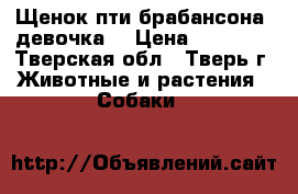 Щенок пти-брабансона (девочка) › Цена ­ 12 000 - Тверская обл., Тверь г. Животные и растения » Собаки   